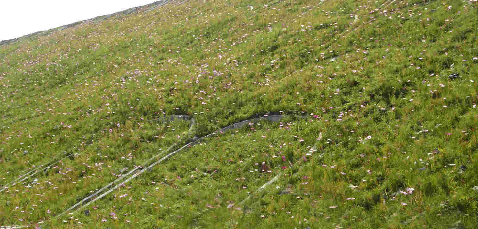 半干旱區生態護坡多樣性植物播種配方選擇